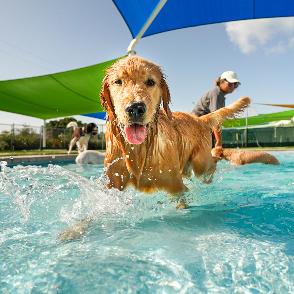 dog in pool at somi pet resort in Miami,FL